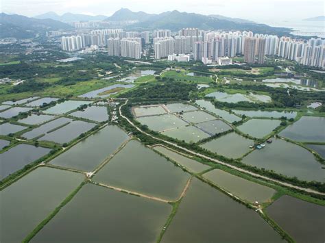 魚塘|魚塘的價值及功能